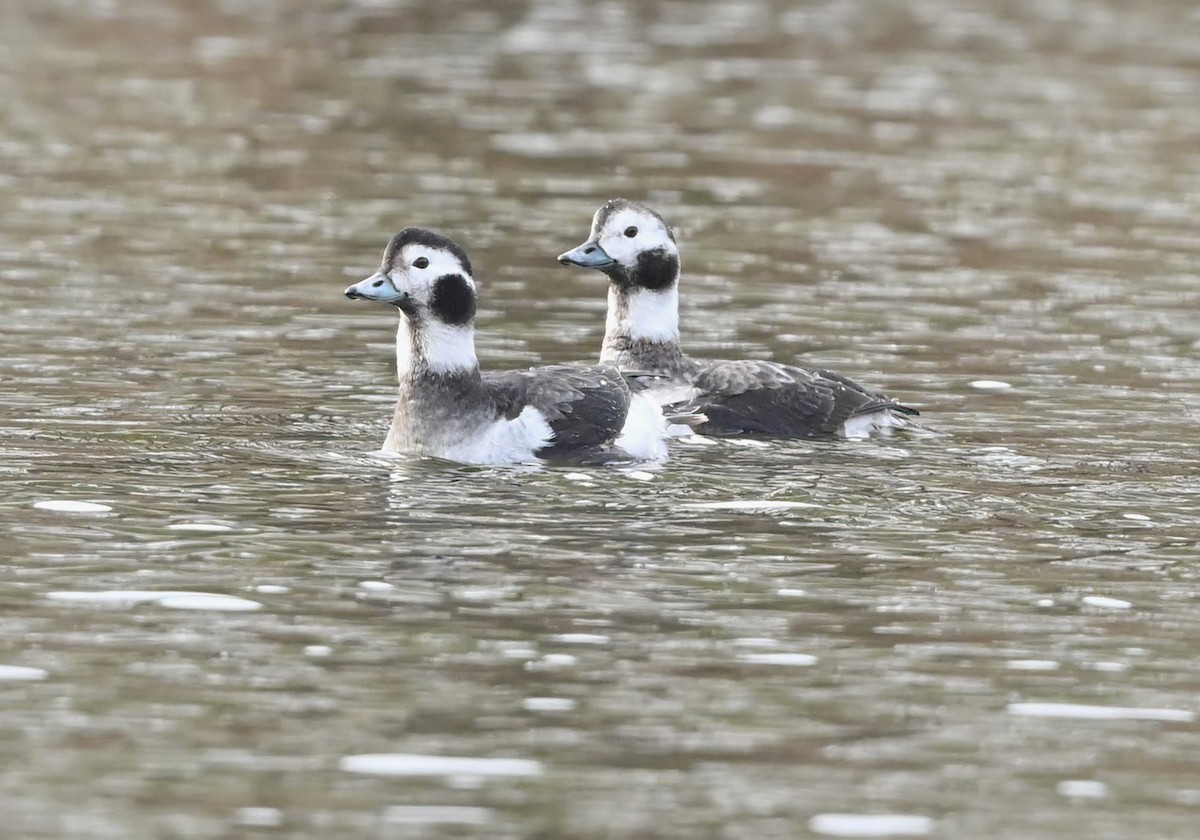 Long-tailed Duck - ML628269048