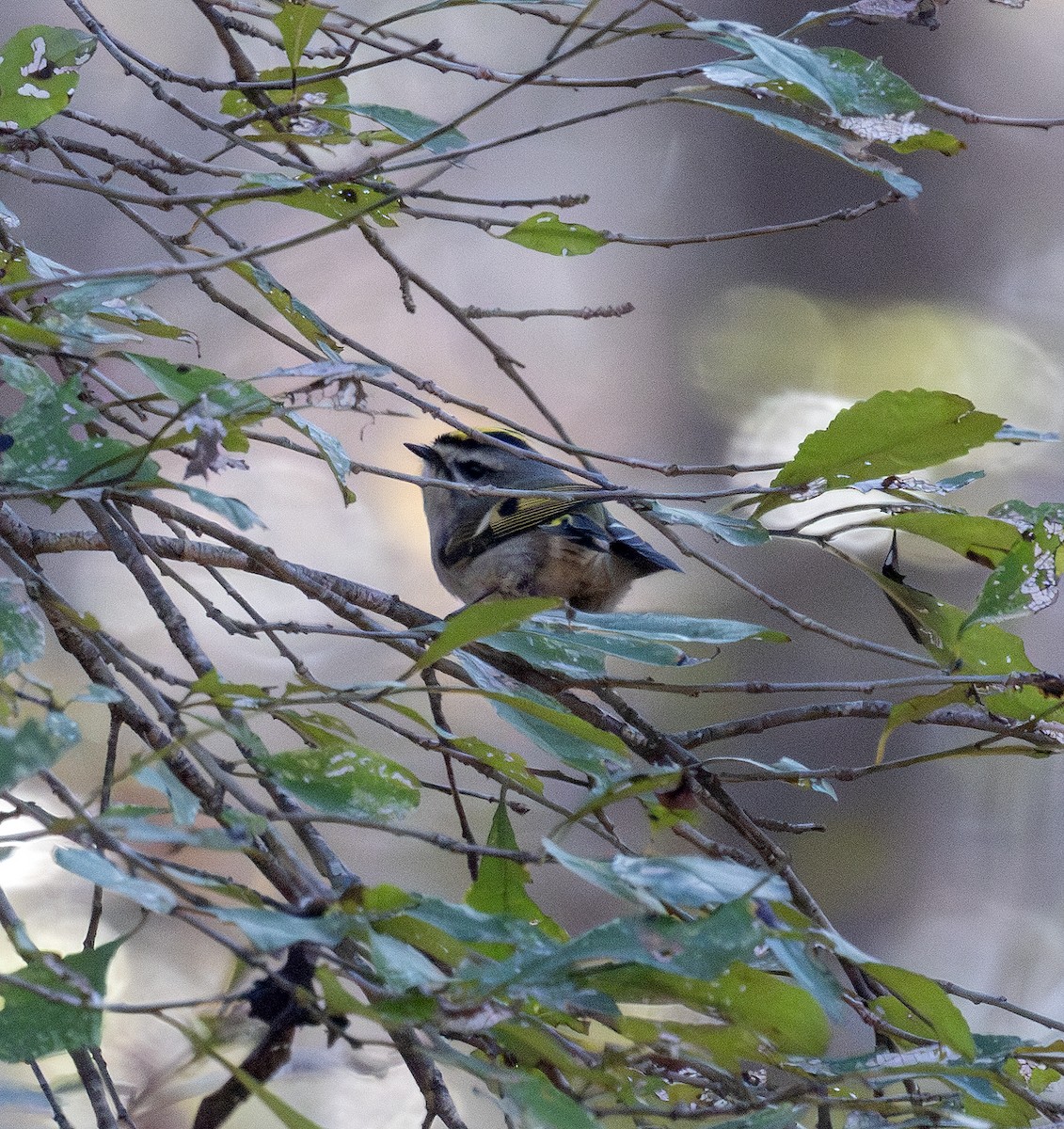 Golden-crowned Kinglet - ML628269196