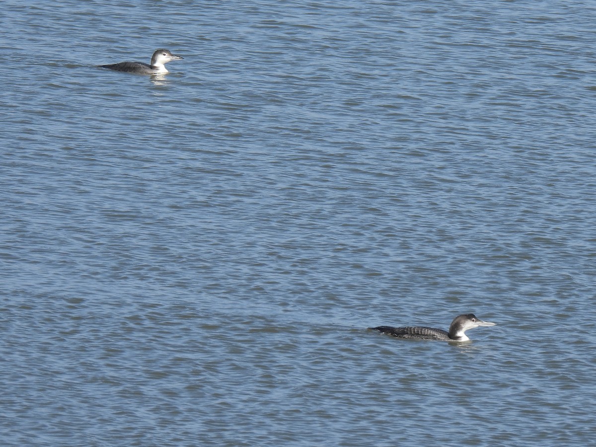 Common Loon - ML628269208
