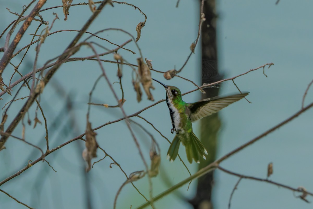 Black-throated Mango (Ecuadorian) - ML628269404