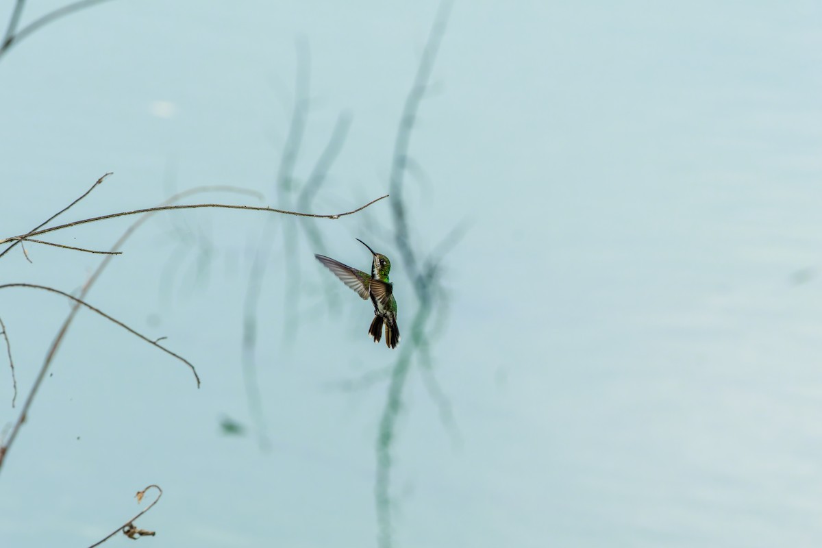 Black-throated Mango (Ecuadorian) - ML628269405