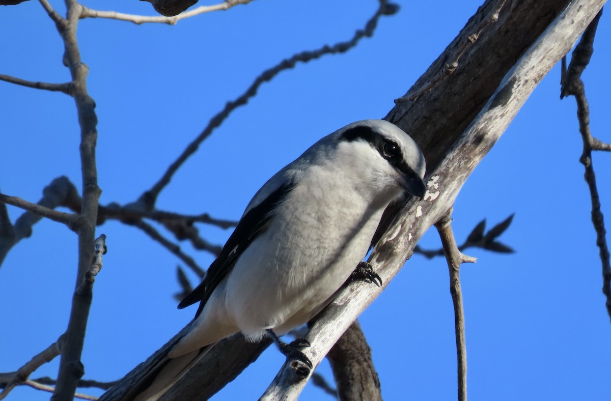 Northern Shrike - ML628269429