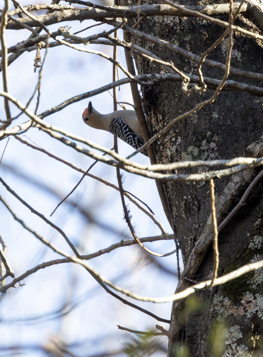 Red-bellied Woodpecker - ML628269455