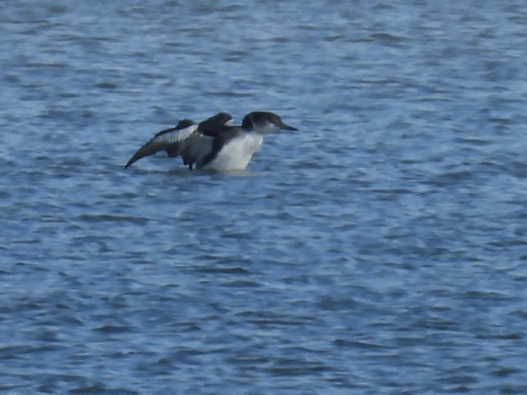 Common Loon - ML628269495