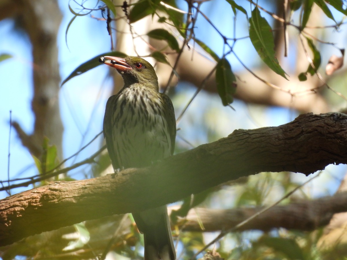 Olive-backed Oriole - ML628269519