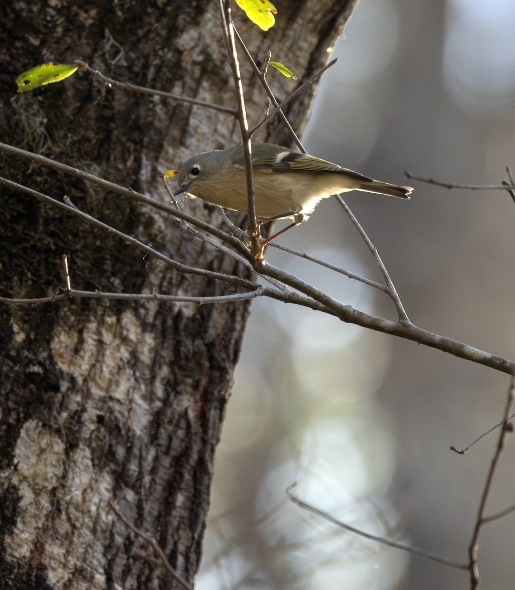 Ruby-crowned Kinglet - ML628269691