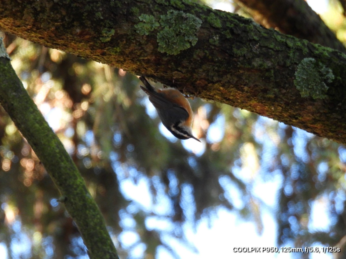 Red-breasted Nuthatch - ML628269698