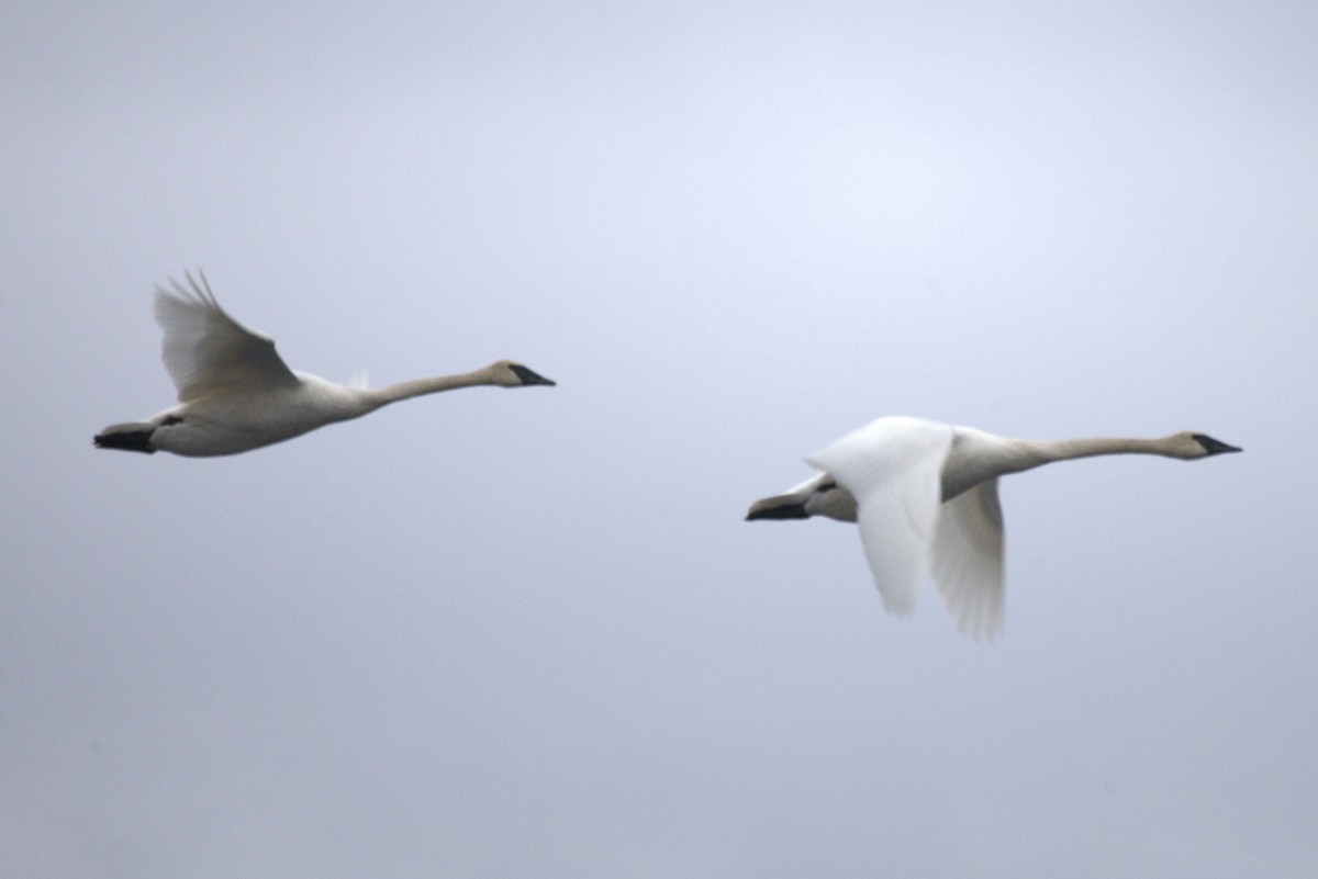 Cisne Trompetero - ML628270027