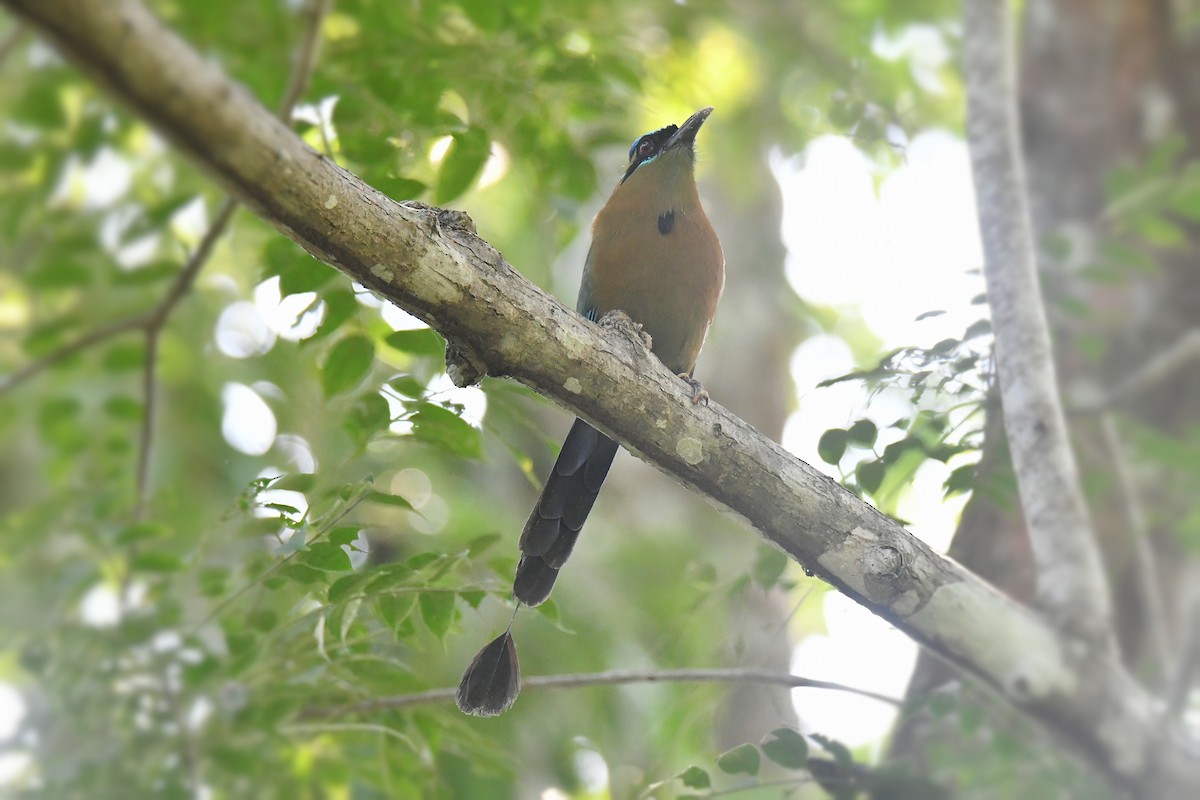 Lesson's Motmot - ML628270147