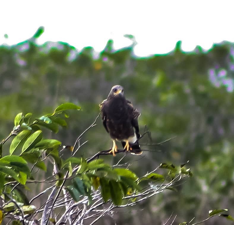 Snail Kite - ML628270283
