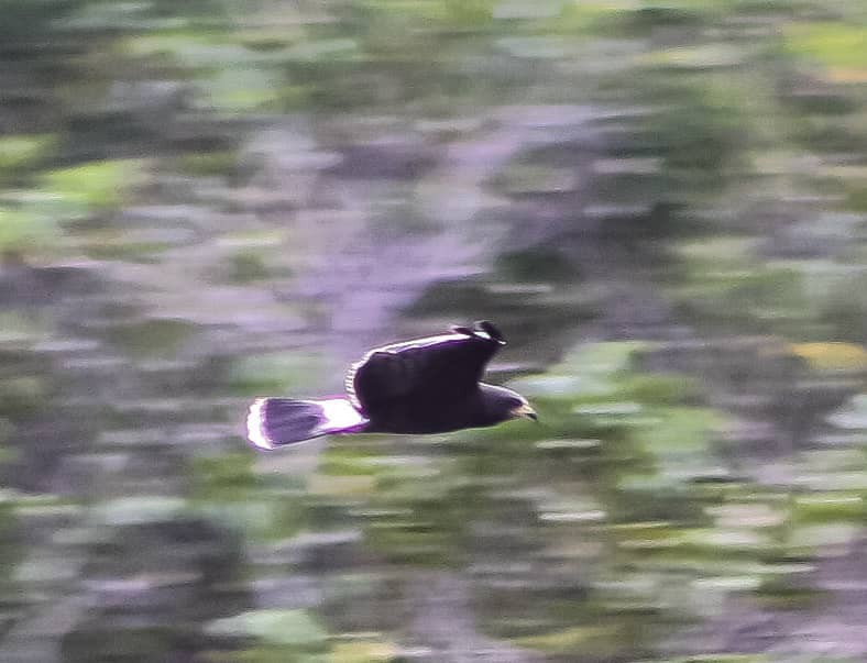 Snail Kite - ML628270284