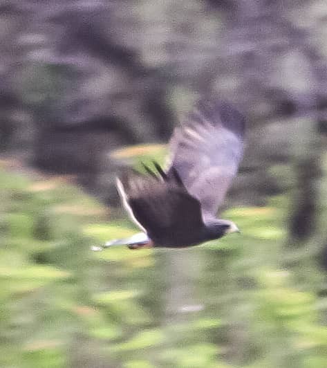 Snail Kite - ML628270285