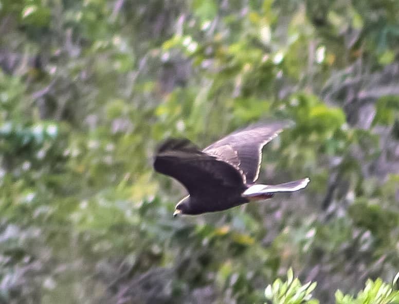 Snail Kite - ML628270286