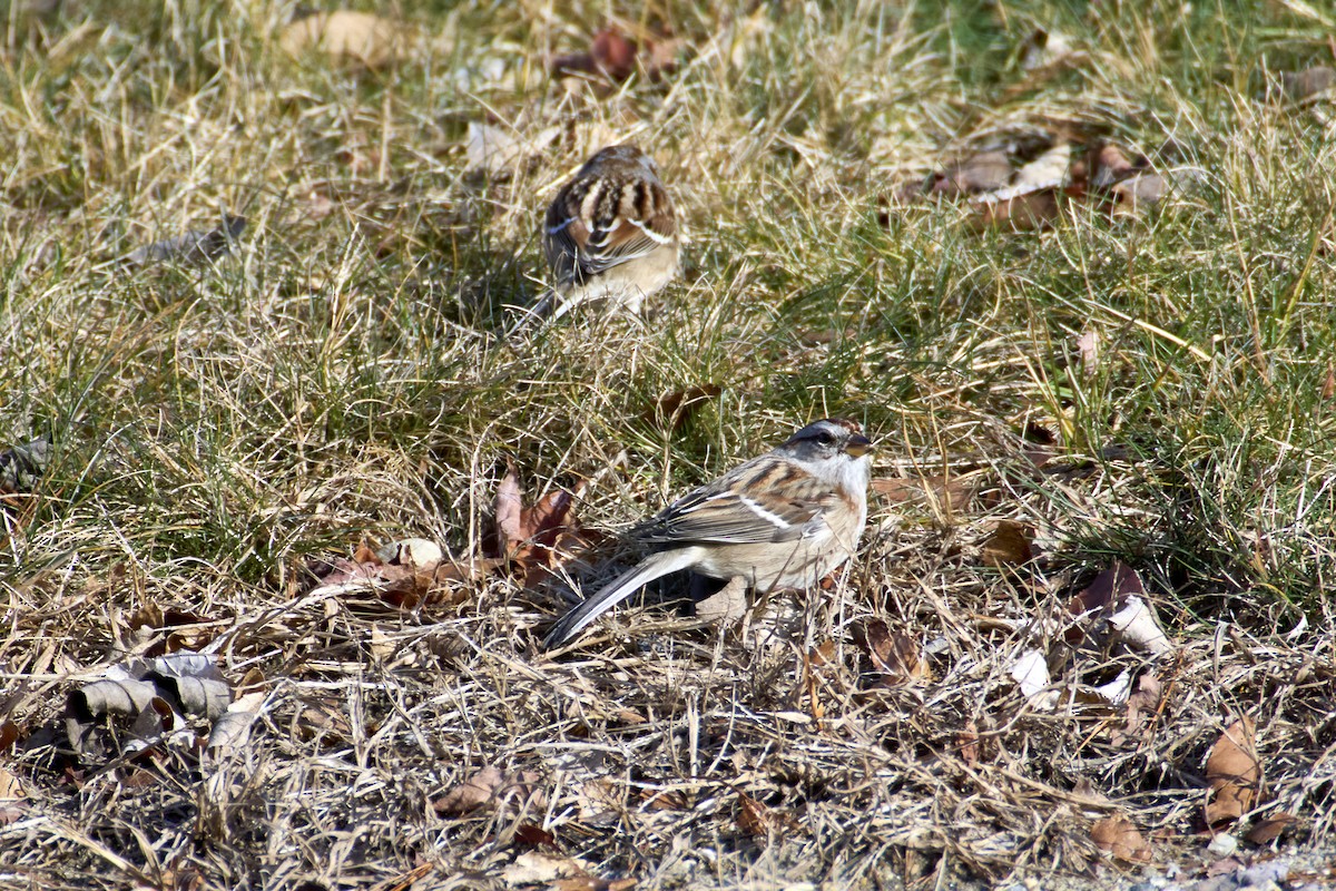 American Tree Sparrow - ML628270292