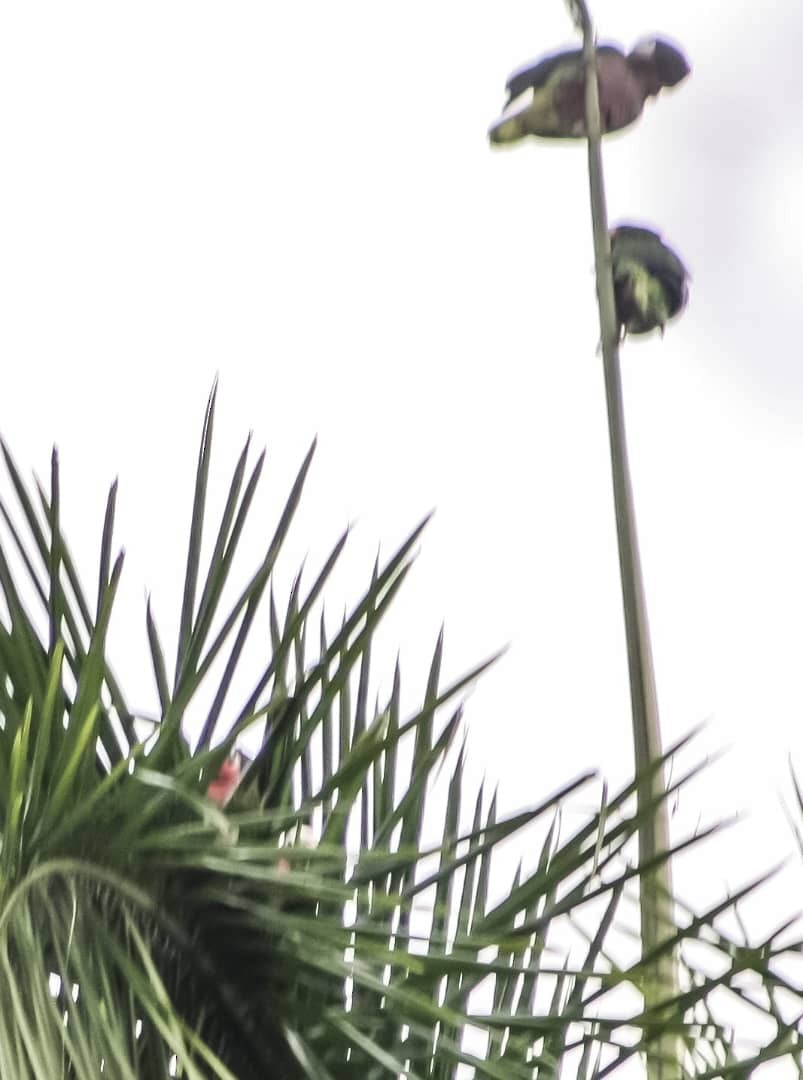 Cuban Amazon - ML628270304