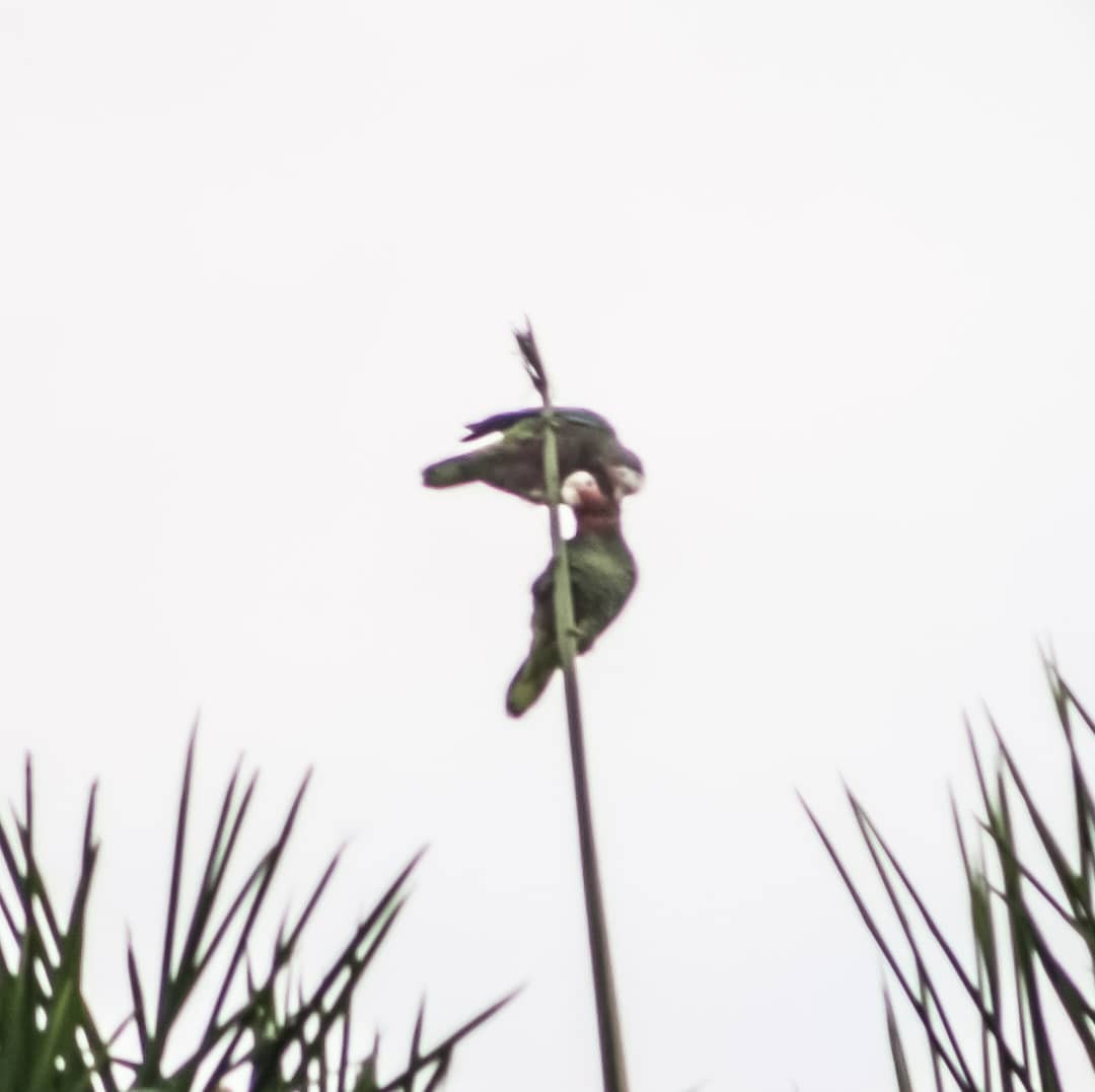 Cuban Amazon - ML628270305