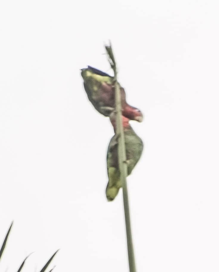 Cuban Amazon - ML628270306