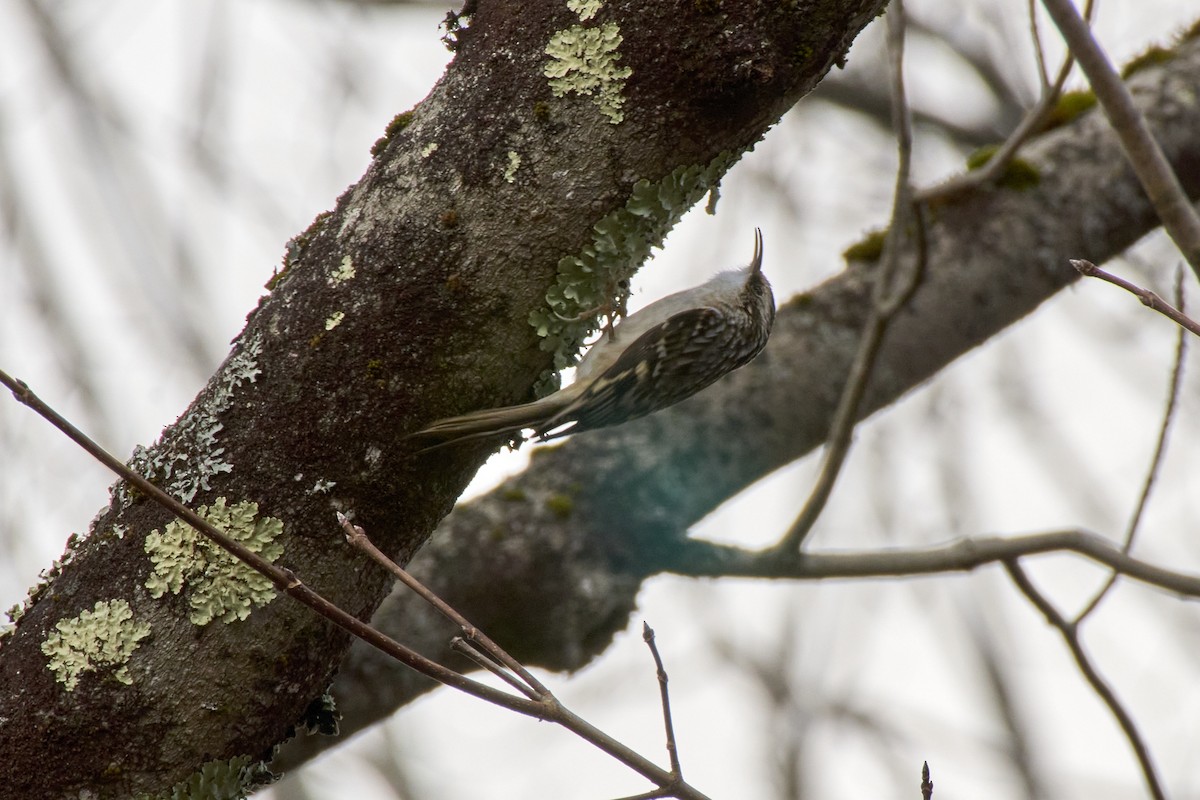 Brown Creeper - ML628270309