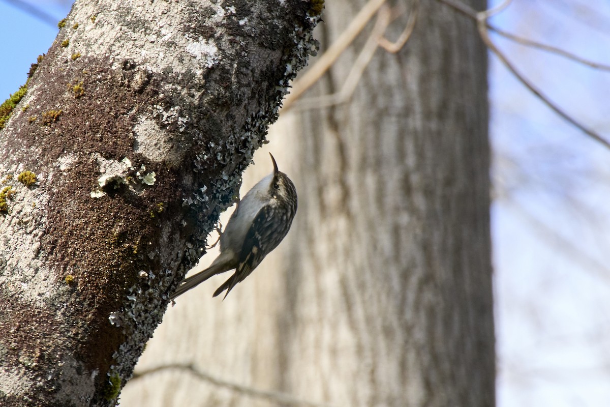 Brown Creeper - ML628270334