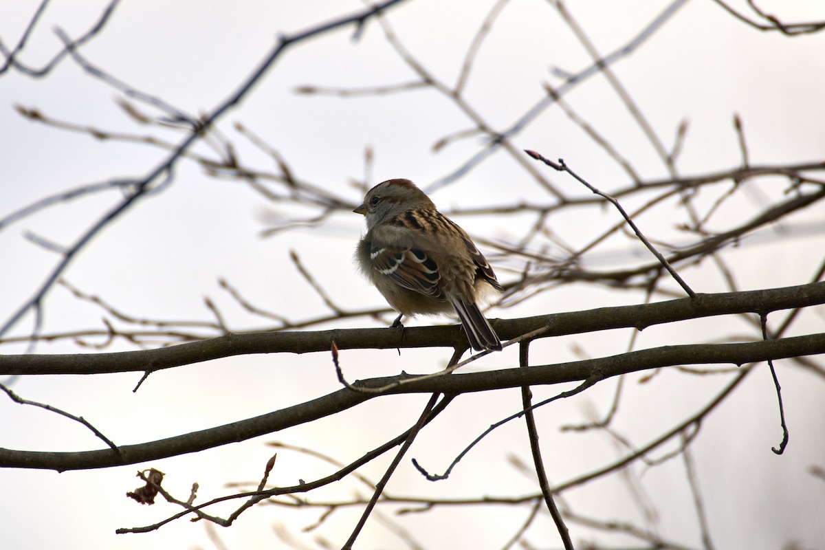 American Tree Sparrow - ML628270355
