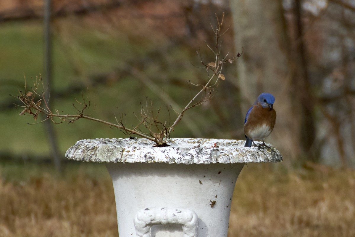 Eastern Bluebird - ML628270373