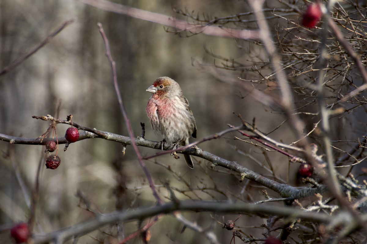 House Finch - ML628270408