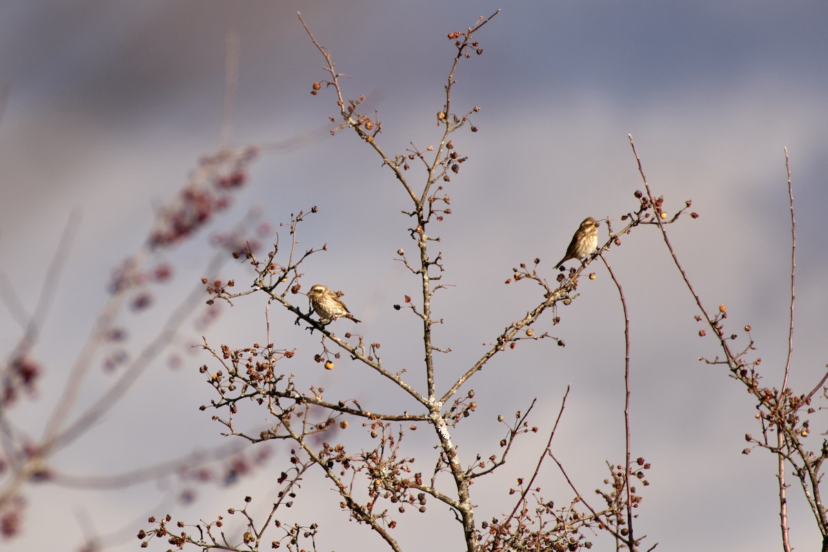 Purple Finch - ML628270417