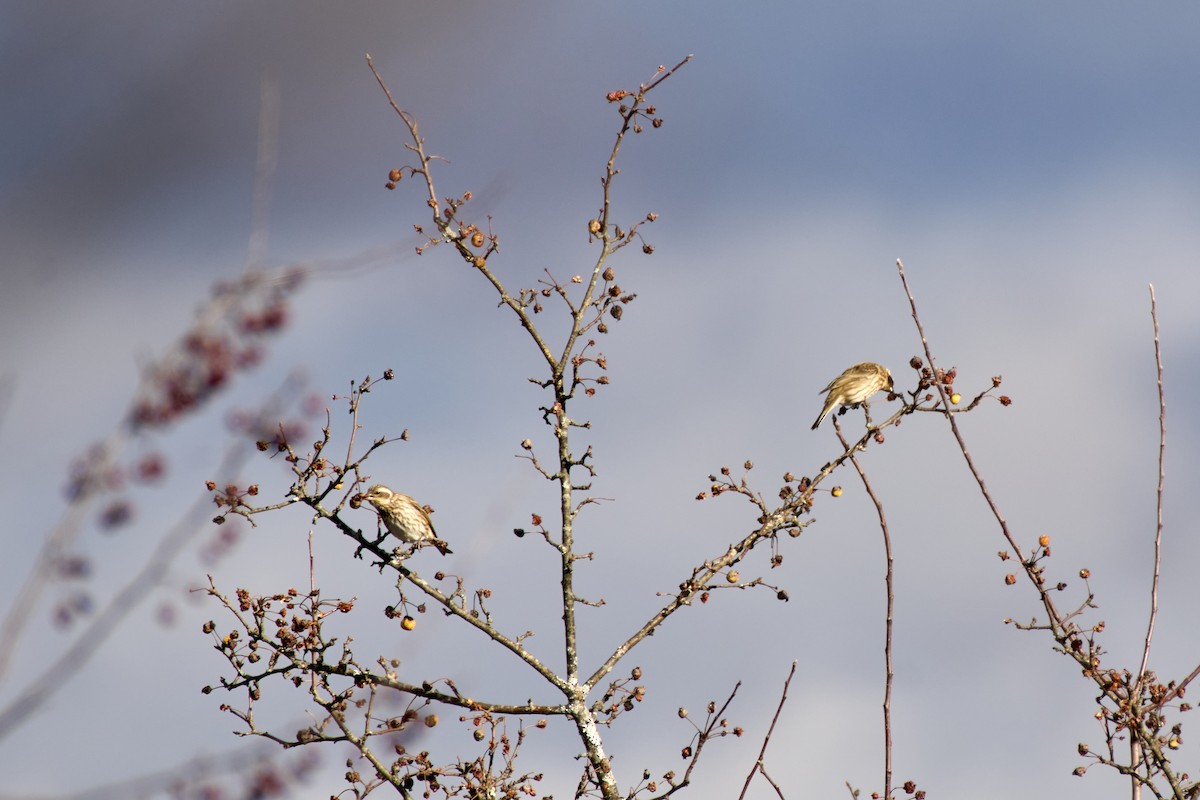 Purple Finch - ML628270428