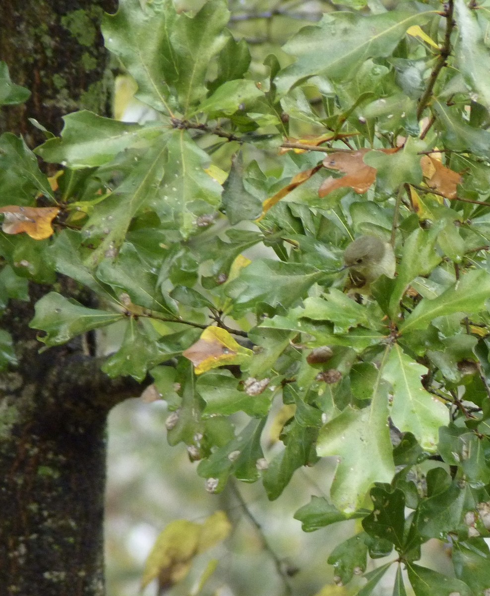 Ruby-crowned Kinglet - ML628270432