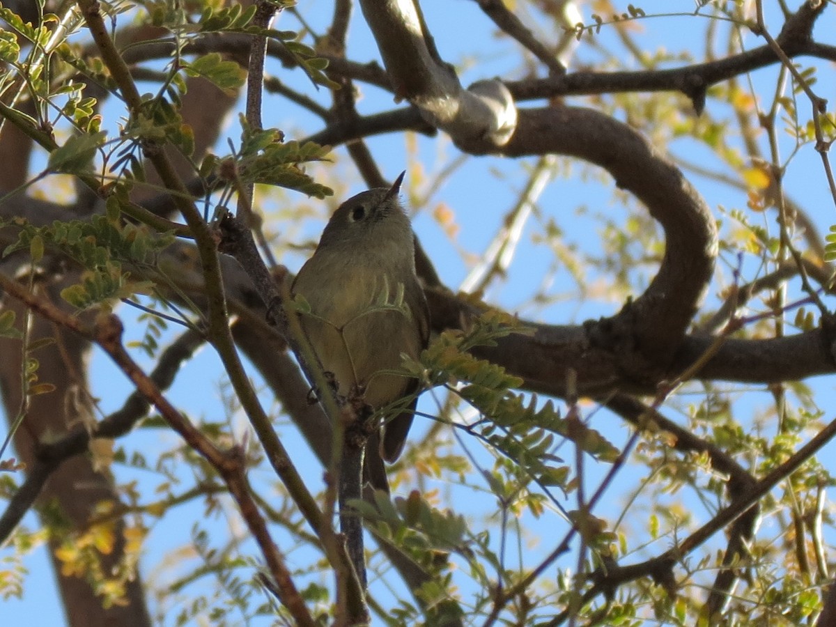 Ruby-crowned Kinglet - ML628270434