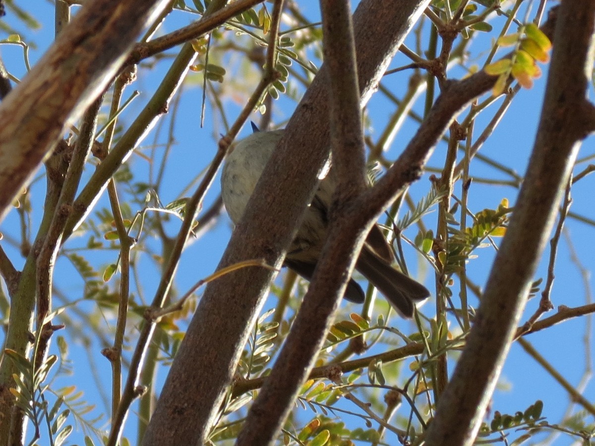 Ruby-crowned Kinglet - ML628270435