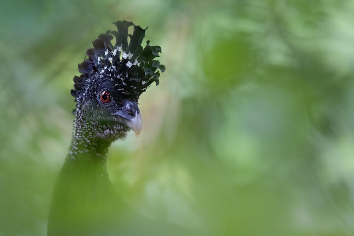 Great Curassow - ML628270541