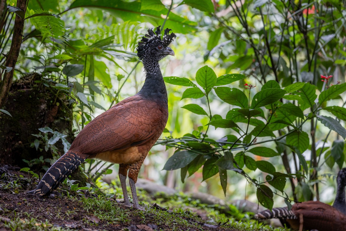 Great Curassow - ML628270542