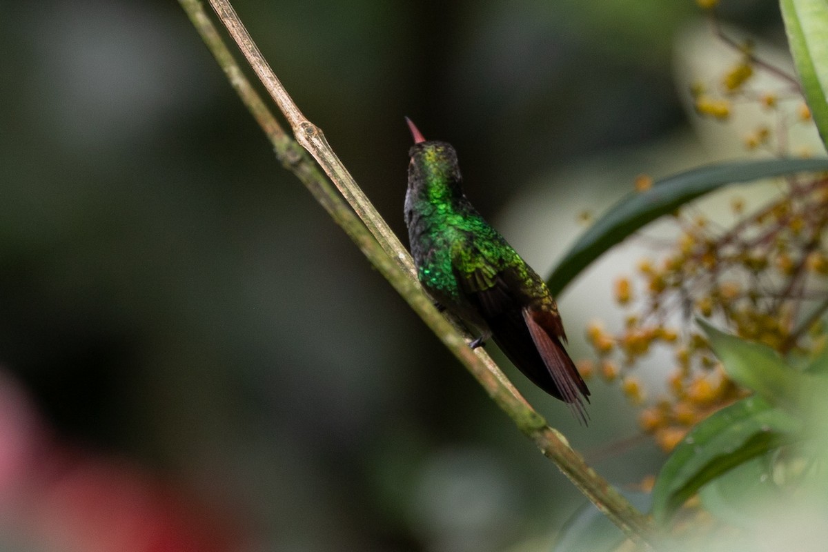 Rufous-tailed Hummingbird - ML628270551