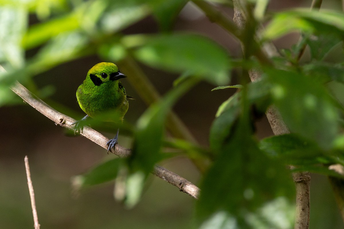 Emerald Tanager - ML628270593