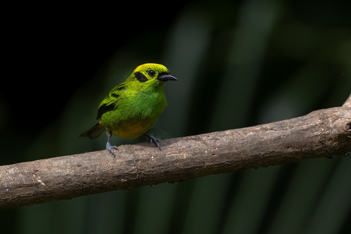Emerald Tanager - ML628270594