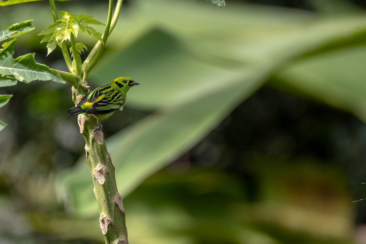 Emerald Tanager - ML628270595