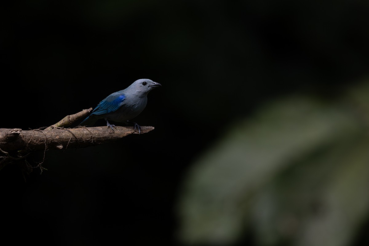 Blue-gray Tanager - ML628270601