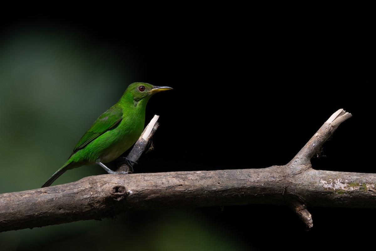 Green Honeycreeper - ML628270610