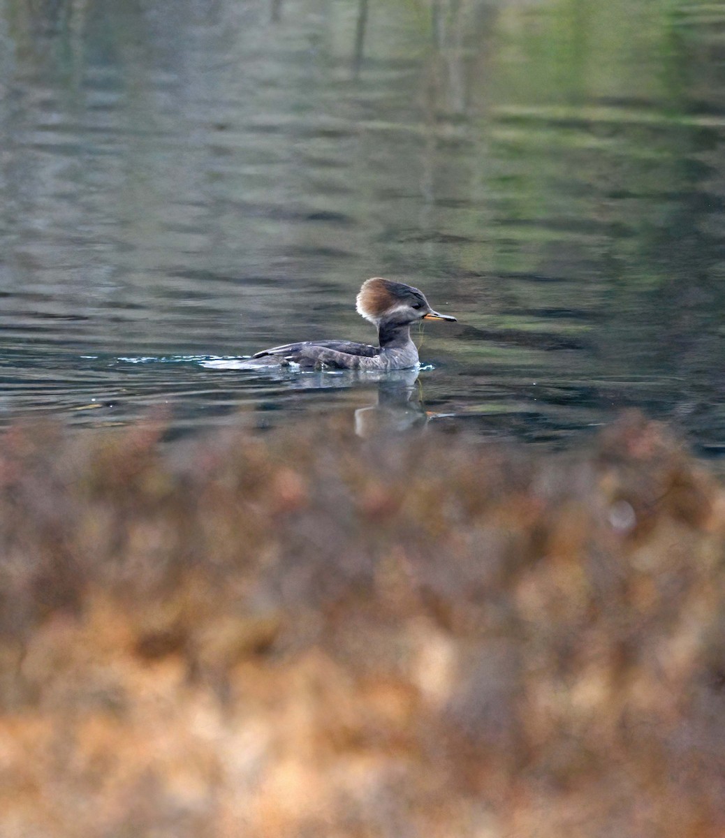 Hooded Merganser - ML628270619