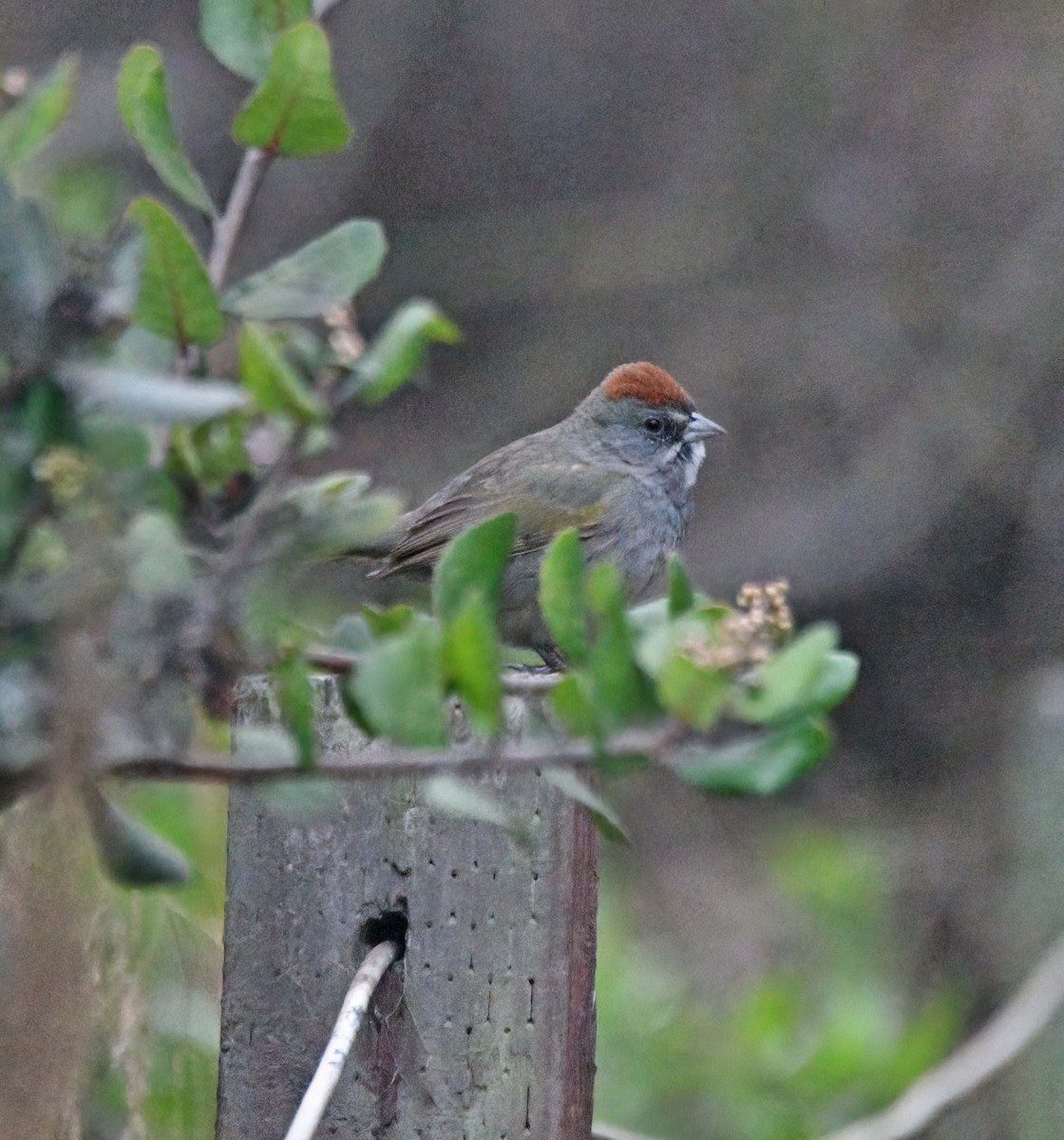 Green-tailed Towhee - ML628270628