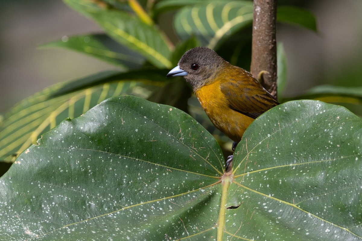 Scarlet-rumped Tanager - ML628270635