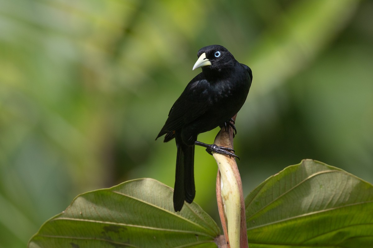 Scarlet-rumped Cacique - ML628270661