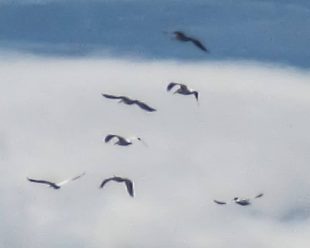 American White Pelican - ML628270708