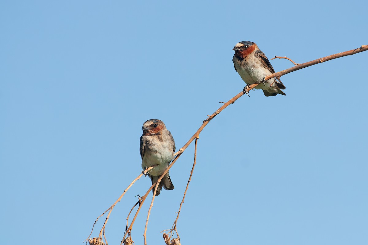 Cliff Swallow - ML628270791
