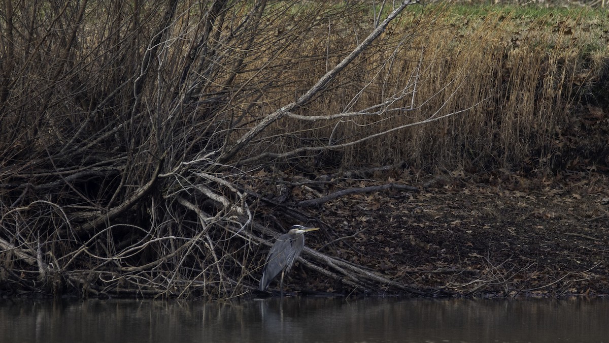 Great Blue Heron - ML628271017
