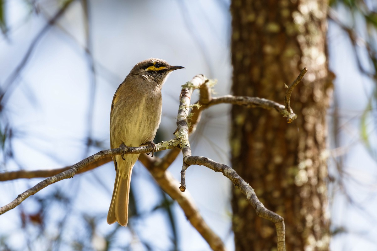 Yellow-faced Honeyeater - ML628271169