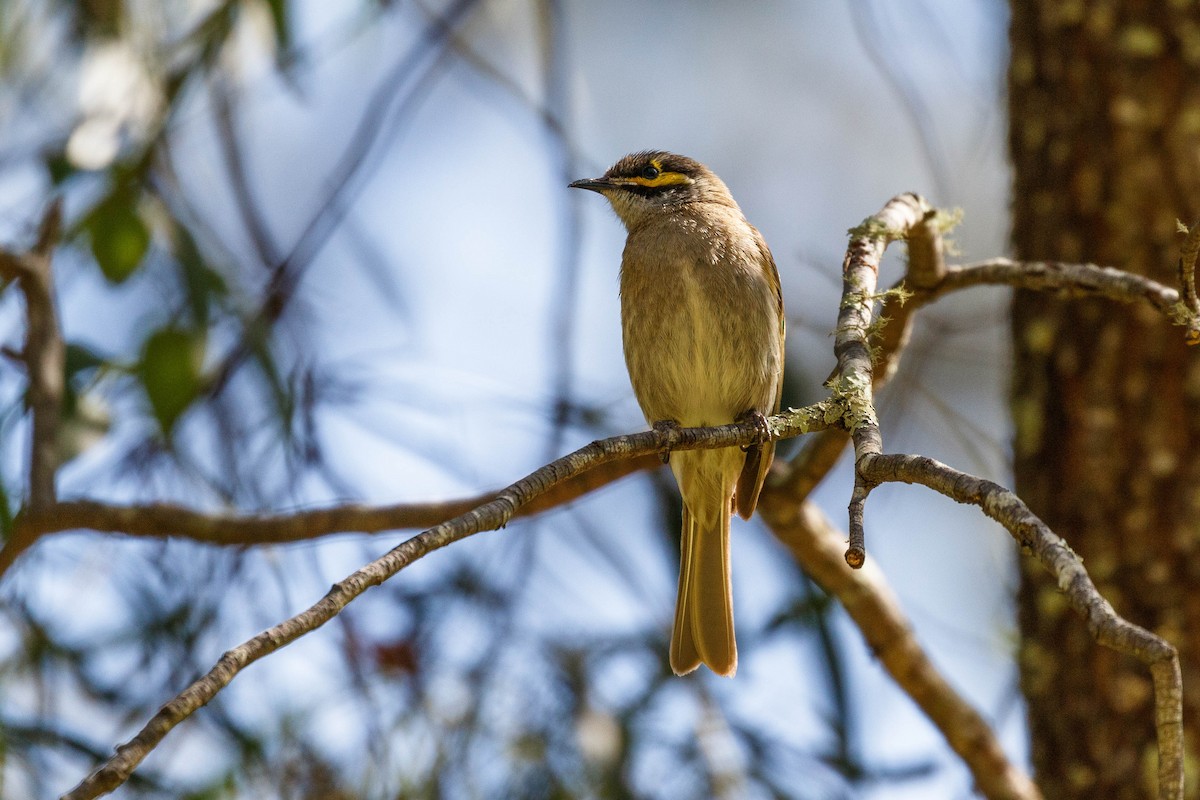 Yellow-faced Honeyeater - ML628271170