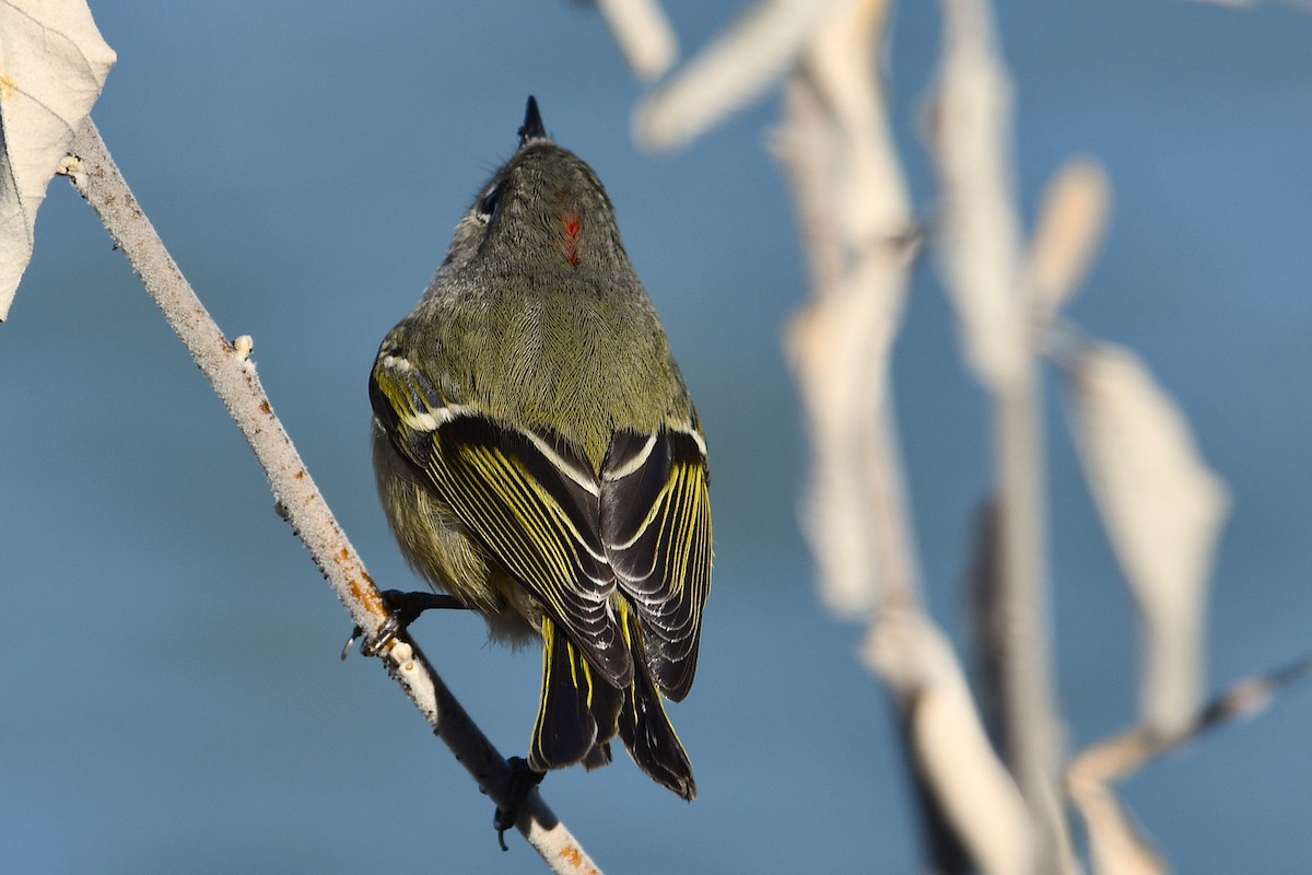 Ruby-crowned Kinglet - ML628271206