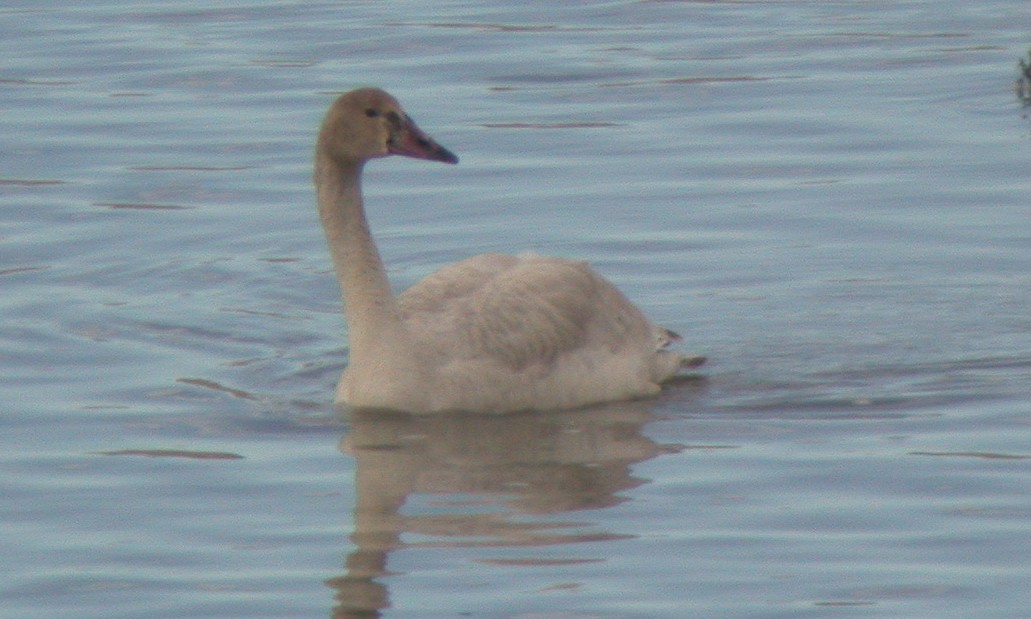 Cisne Chico (neártico) - ML628271259